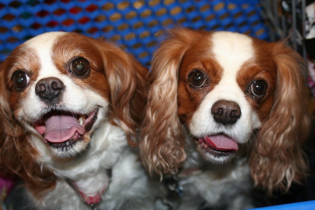 Cavalier King Charles Spaniels at the pet store