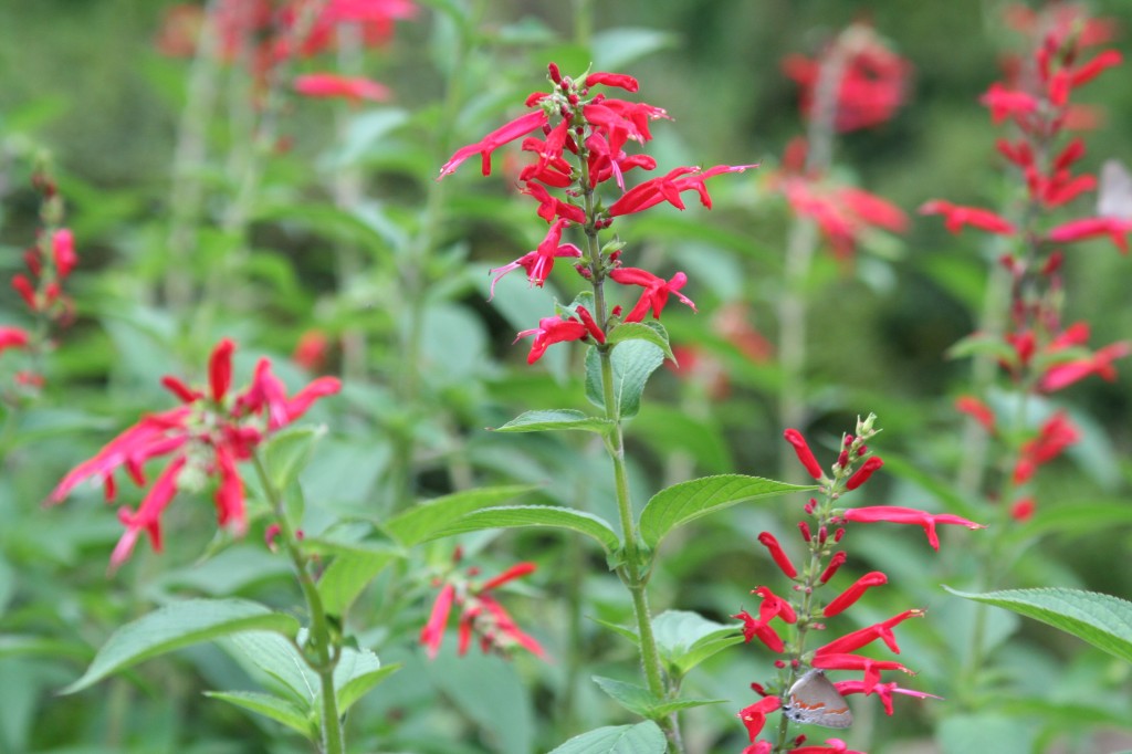 Magenta Flowers