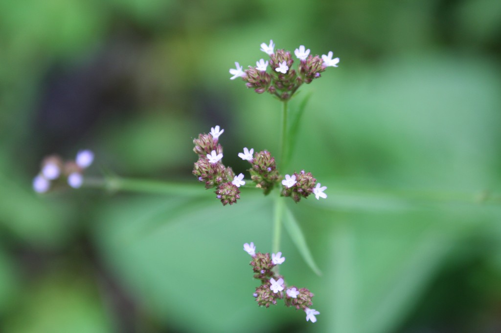Tiny Purple Flowers