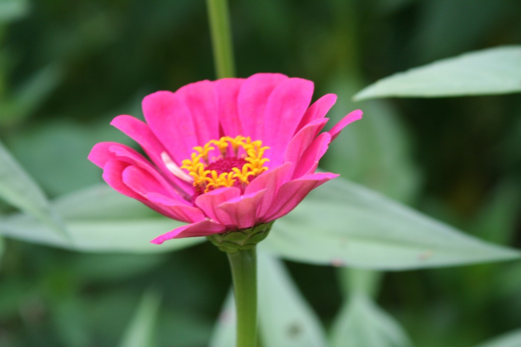Dora's Garden