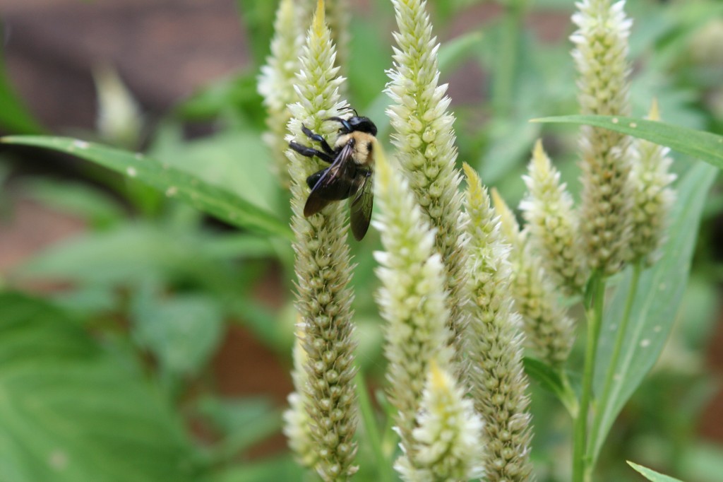 Bee on Flower