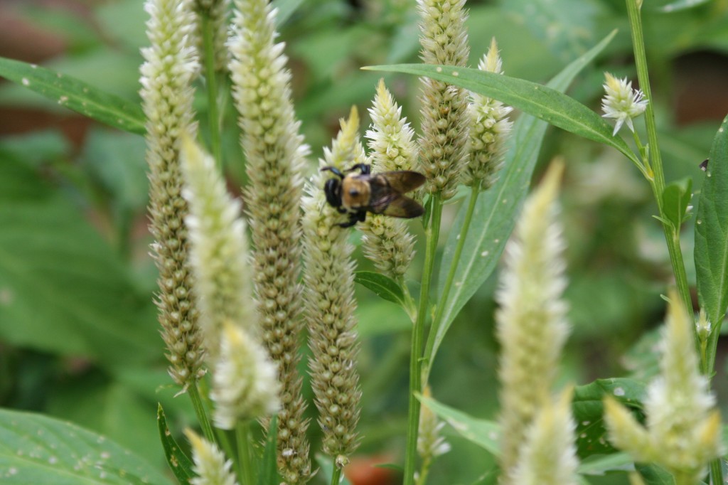 bee pollinating
