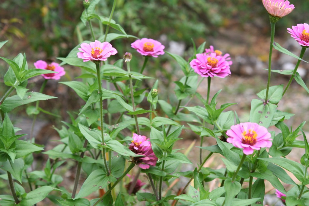 Field of Pink Flowers