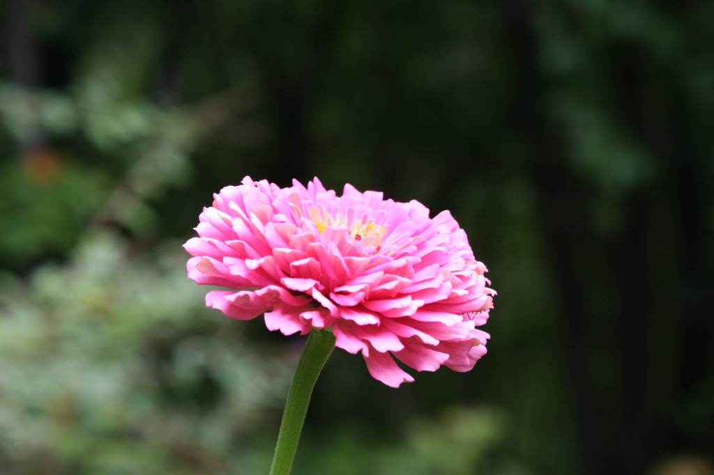 Pink Flower
