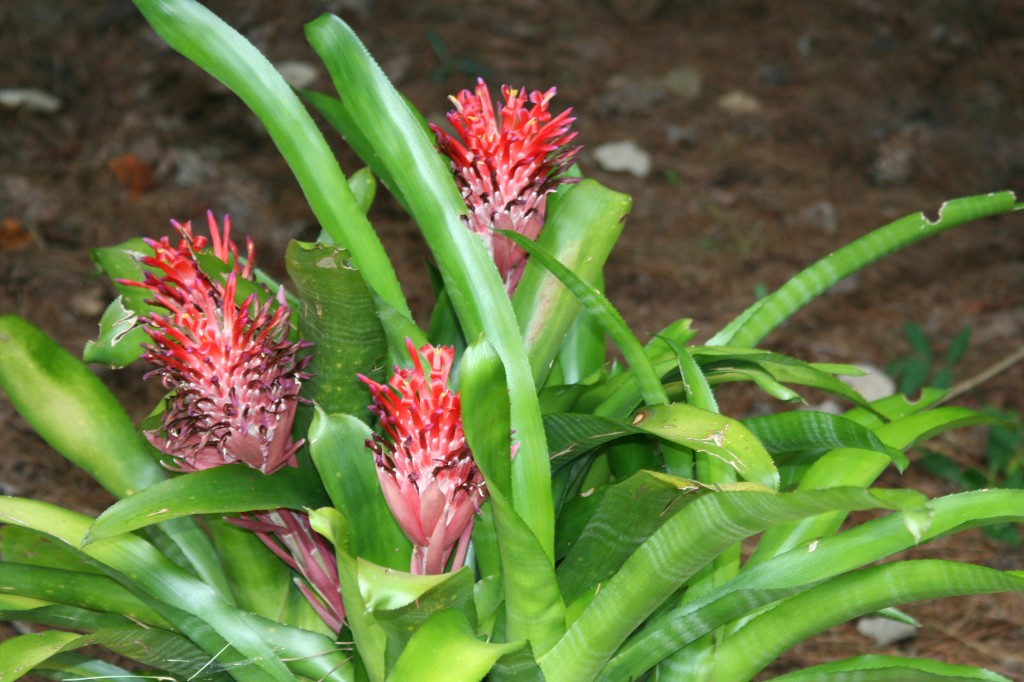 Tropical Flowers