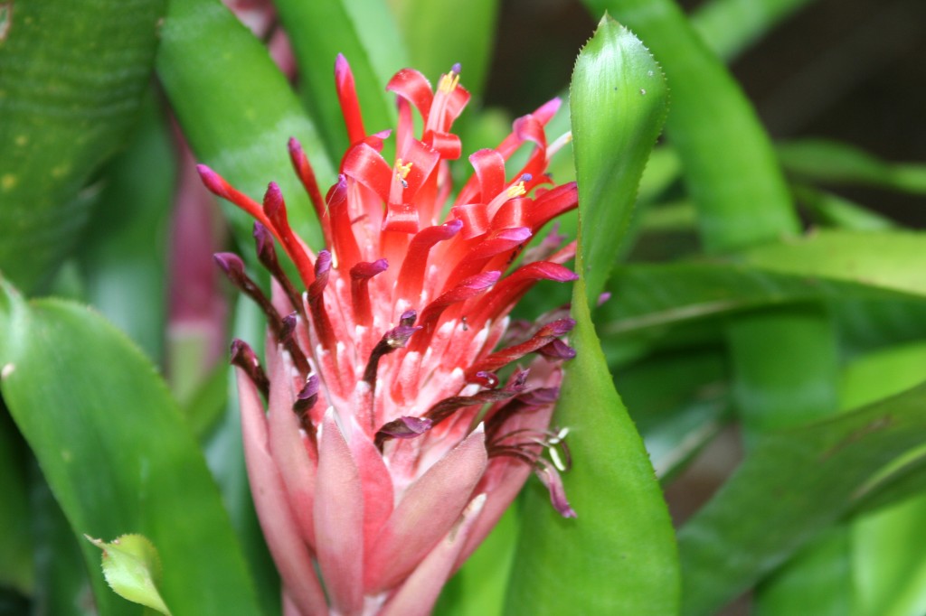 Tropical Flower
