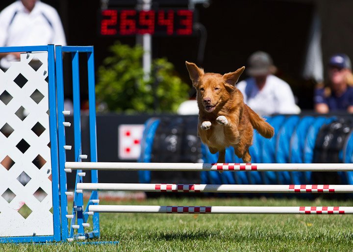 Incredible Dog Challenge