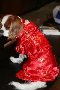 Cavalier King Charles Spaniel in a Red Dress