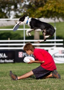 Purina Incredible Dog Challenge