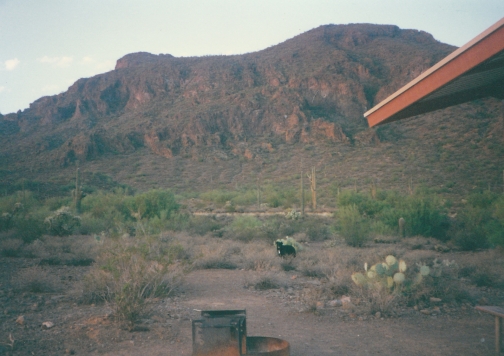 Smokey in Arizona 1 Smokey in Arizona 1