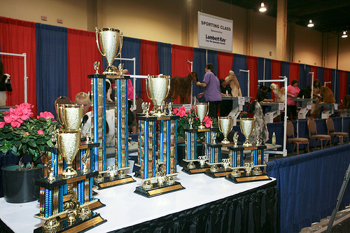 Superzoo Grooming Competition