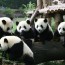 Chengdu Pambassador