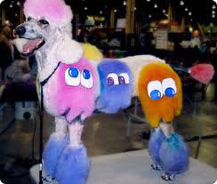 superzoo poodle