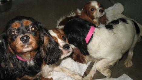 92 Dogs Dumped