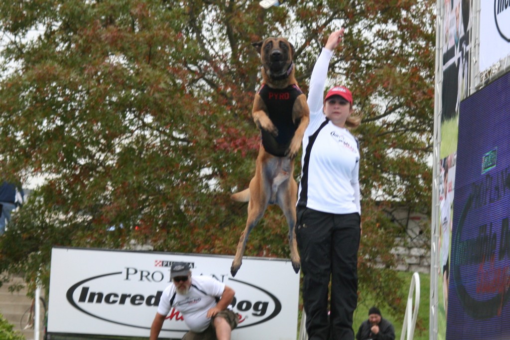 Dock Diving Dog Dock Diving Dog