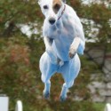 High Flying Dogs