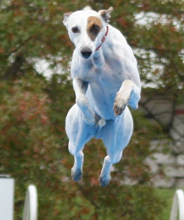 High Flying Dogs High Flying Dogs