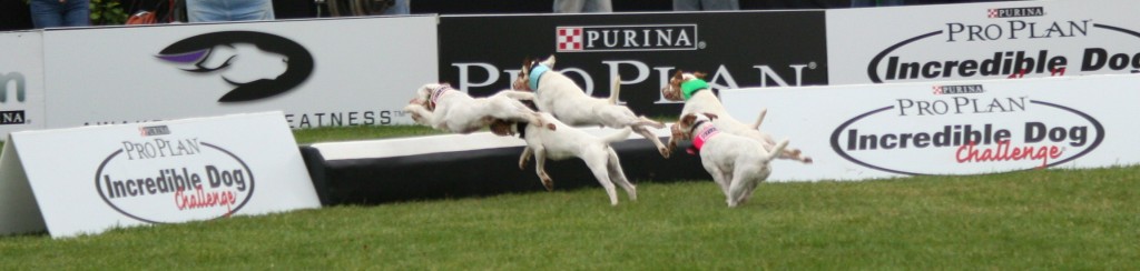 High Flying Dogs High Flying Dogs