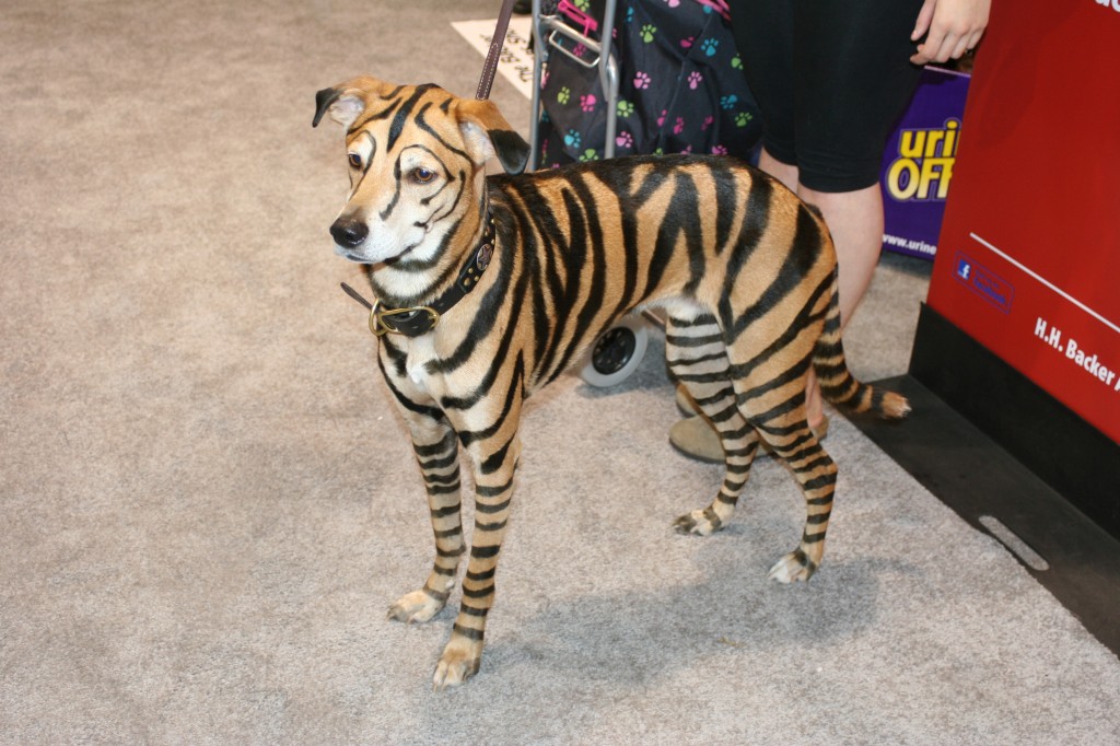 Tiger Dog Tiger Dog