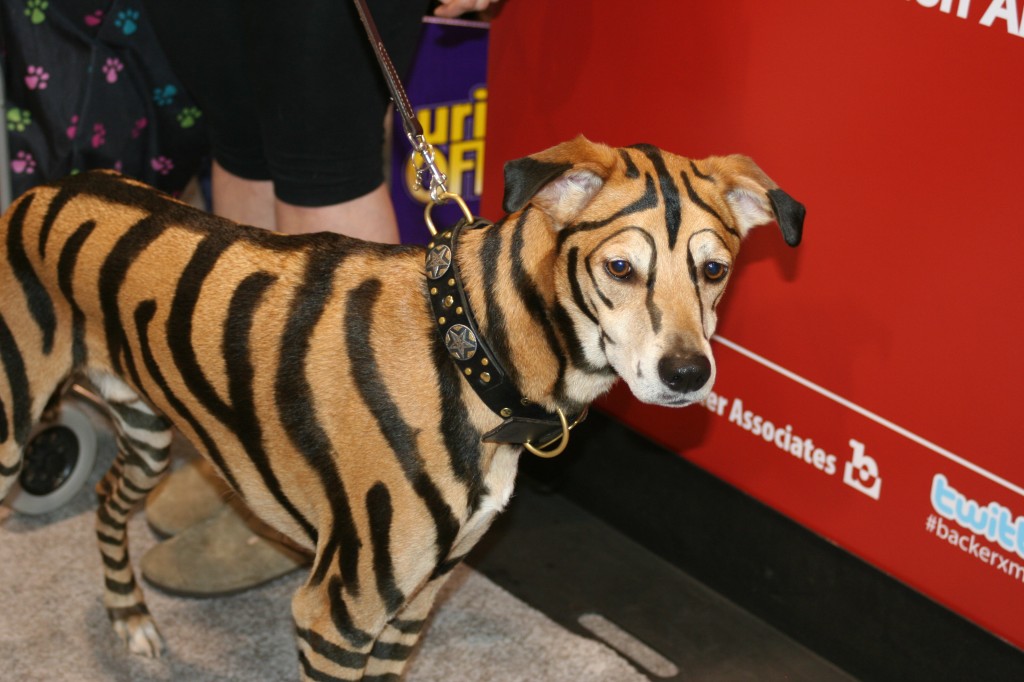 Tiger Dog Tiger Dog
