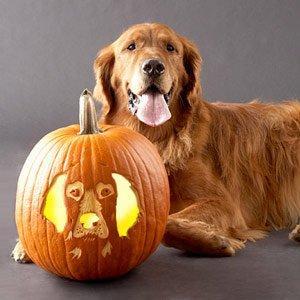 Search Dog pumpkin