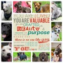 rescue dogs