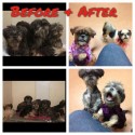 63 rescued Shih Tzu
