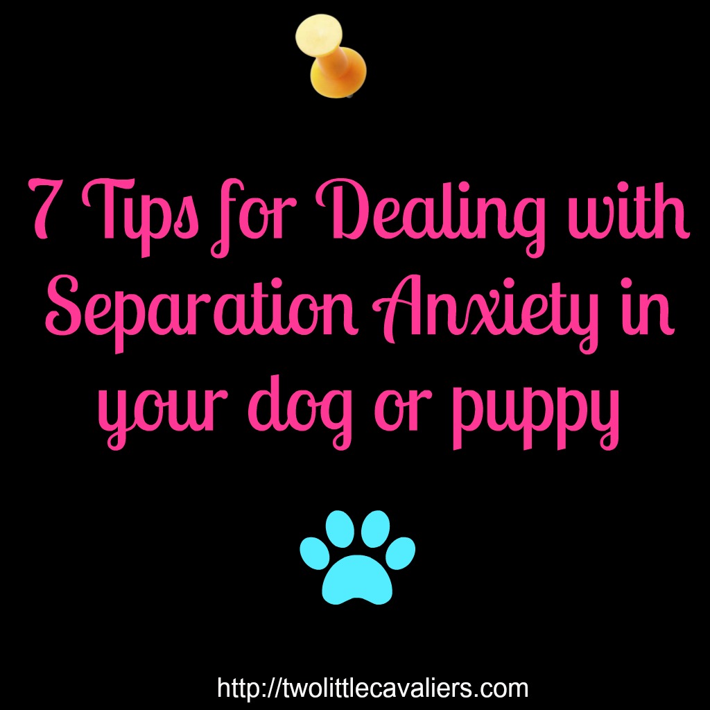 7 tips for dealing with separation anxiety in your dog or puppy 7 tips for dealing with separation anxiety in your dog or puppy