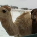 Camels play in the snow