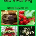 Christmas toxins and your dog