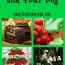 Christmas toxins and your dog