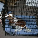Your Dog Barks All Day