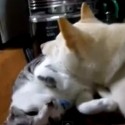 Dog Uses Cat as Pillow