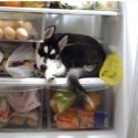 Dog in the Fridge
