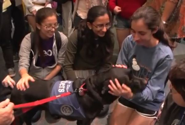Dogs visit Rice University Dogs visit Rice University