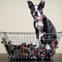 dog collars
