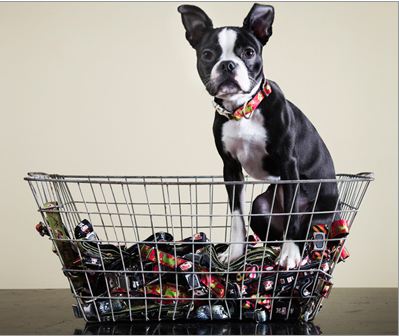 dog collars dog collars