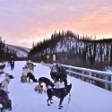 snack time for the sled dogs