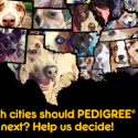 2013 Pedigree Feeding Project