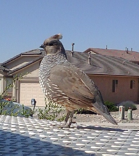 Scaled Quail picture courtesy of Paige Bacon Scaled Quail picture courtesy of Paige Bacon