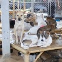 What happens to Dogs Saved from the dog meat trade