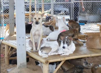 What happens to Dogs Saved from the dog meat trade What happens to Dogs Saved from the dog meat trade