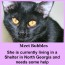 Can You Help this Little Cat? - Bubbles