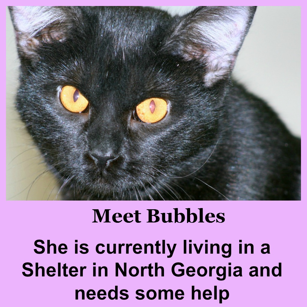 Can You Help this Little Cat? - Bubbles Can You Help this Little Cat? - Bubbles