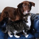 stray cat gives new sight to blind dog