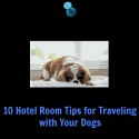 traveling and dogs tips for staying at a hotel