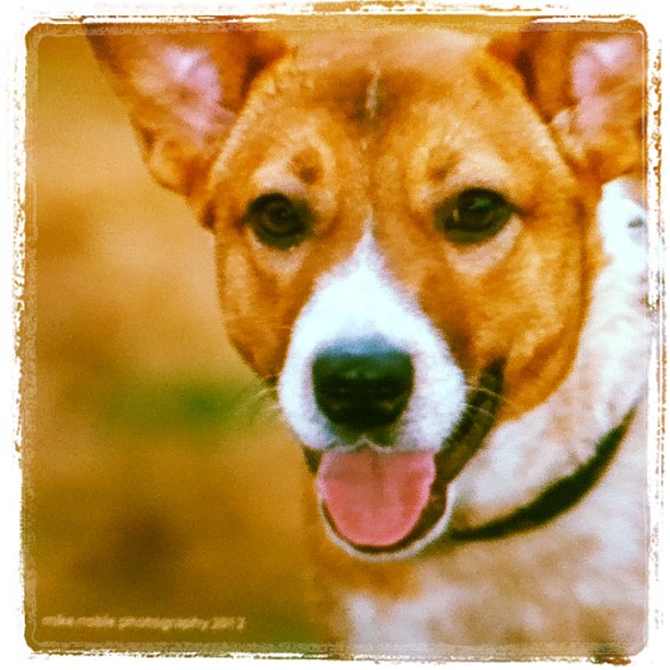 Animal Shelter Animal Shelter