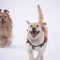 Avalanche Rescue Dogs