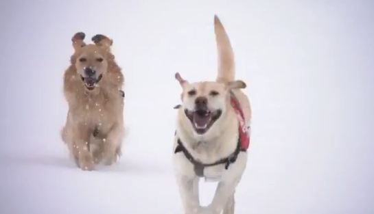 Avalanche Rescue Dogs