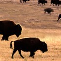 Custer South Dakota